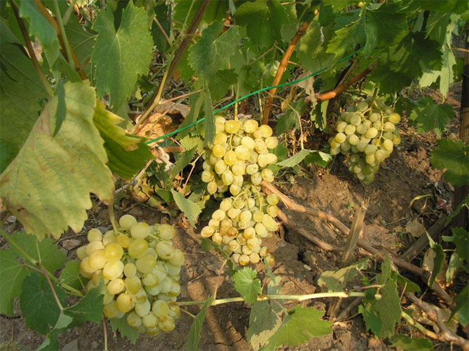Сорт винограда Восторг — описание и характеристики, фото, отзывы3