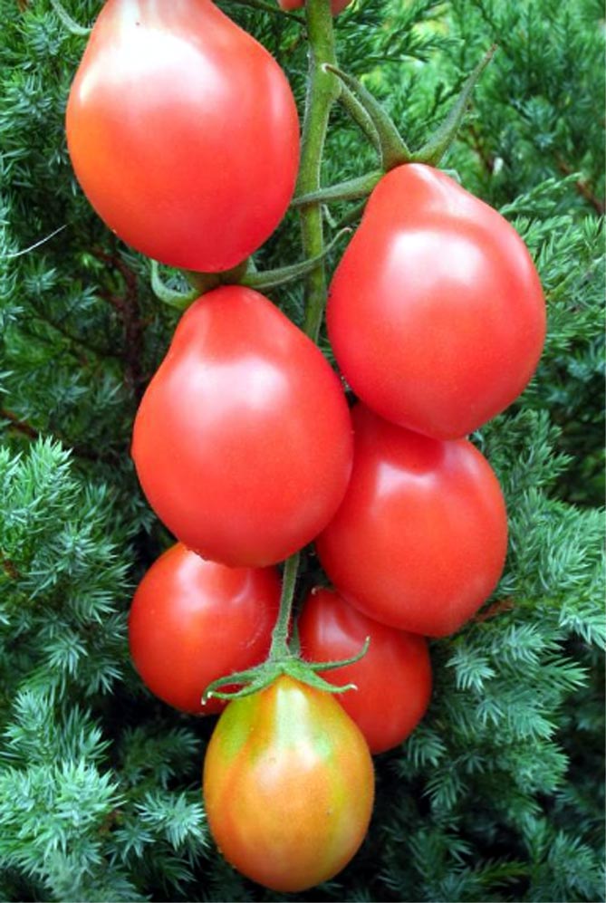 Лучшие сорта томатов на 2019 год, отзывы, фото24