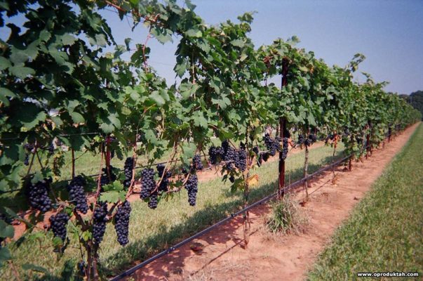 Виноград Руслан: описание сорта с характеристиками и отзывами, особенности посадки и выращивания
