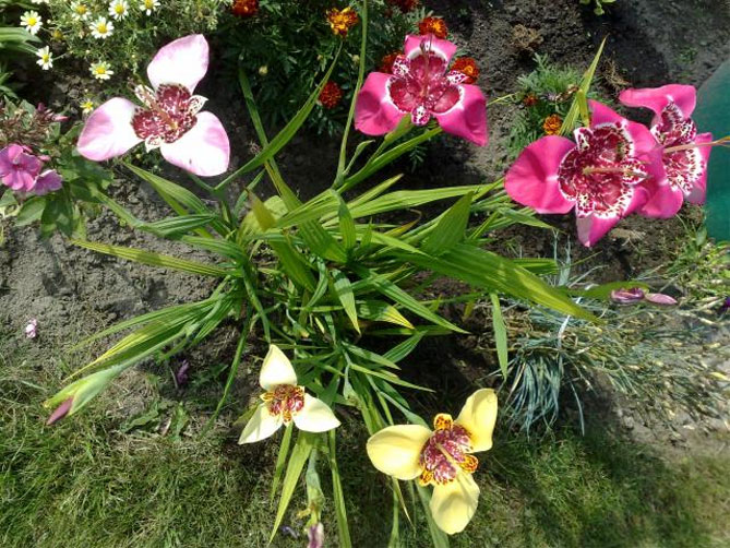 Тигридия павлинья цветочная: посадка, выращивание и уход в открытом грунте, сорта, фото22