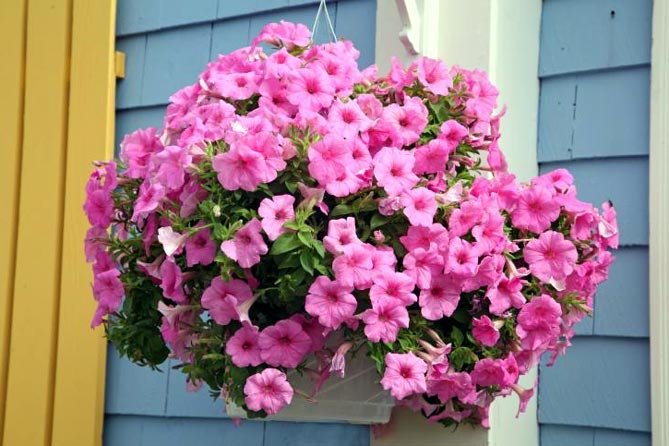 Какие цветы выращивают на балконе: фото и названия37
