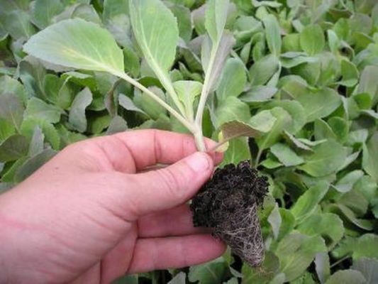 Урожайность F1: характеристика продуктивного гибрида капусты