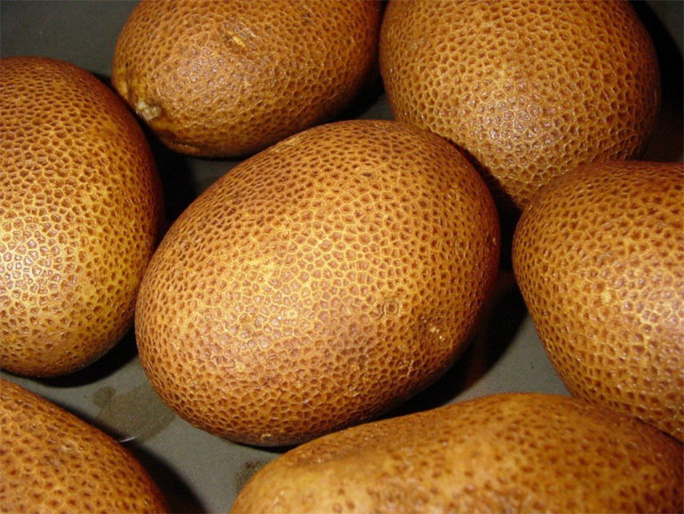 Сорт картофеля Киви — описание и характеристики, фото, отзывы0