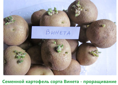 Сорт раннего картофеля Винета - описание, характеристика и отзывы, агротехника5