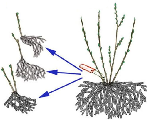 Описание жимолости съедобной: сорта, посадка и выращивание, уход и размножение21