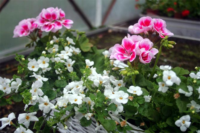 Какие цветы выращивают на балконе: фото и названия46