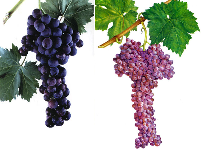 Лучистый Кишмиш — описание сорта винограда, отзывы1