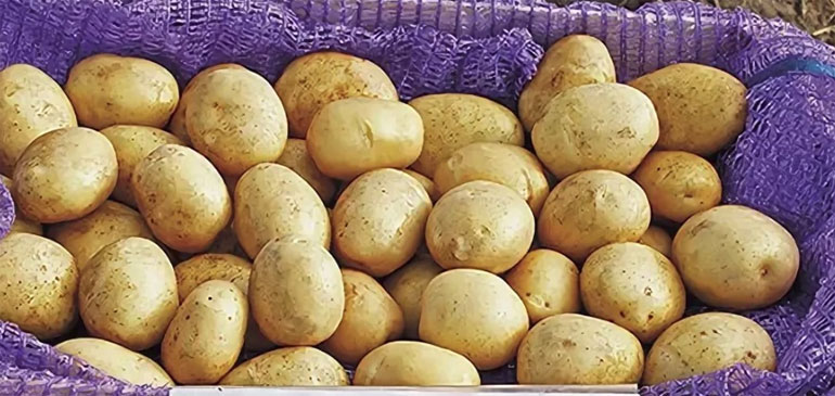 Картофель Уладар — характеристика сорта, отзывы, вкус, фото4