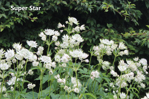 Цветок астранция – посадка, выращивание и уход в открытом грунте16