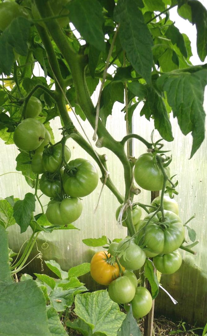 Сорт помидор Хурма — характеристика и описание, отзывы, фото12