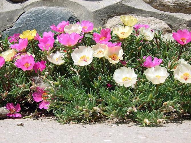 Однолетние и многолетние низкорослые бордюрные цветы, фото в цветниках7