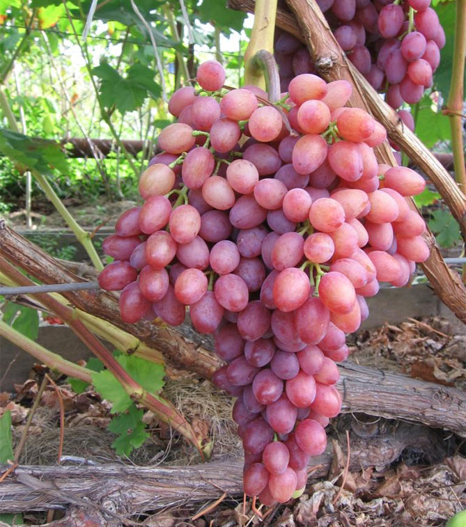 Лучистый Кишмиш — описание сорта винограда, отзывы4
