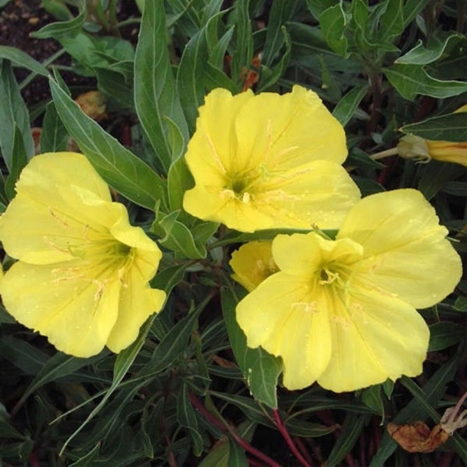 Многолетний цветок энотера: посадка и уход, фото сортов и видов с описанием32