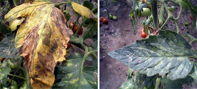 Болезни помидоров фото листьев и их лечение