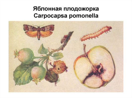 Выращивание яблони сорта Антоновка