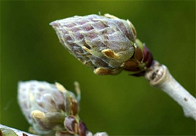 Глициния – посадка, выращивание и уход в открытом грунте, фото сортов35