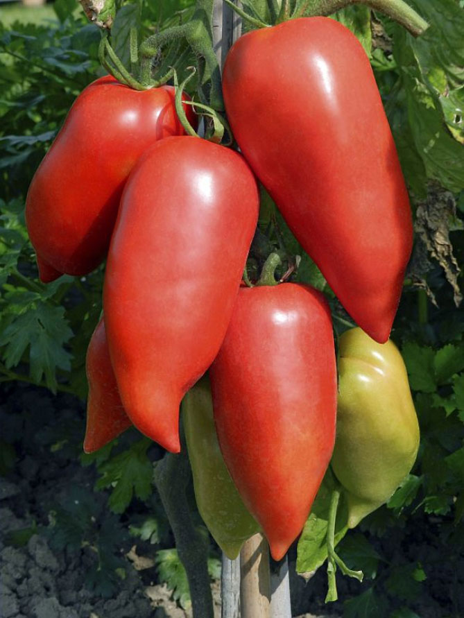 Описание сорта помидор Корнабель – характеристика плода, куста, урожайности, фото3