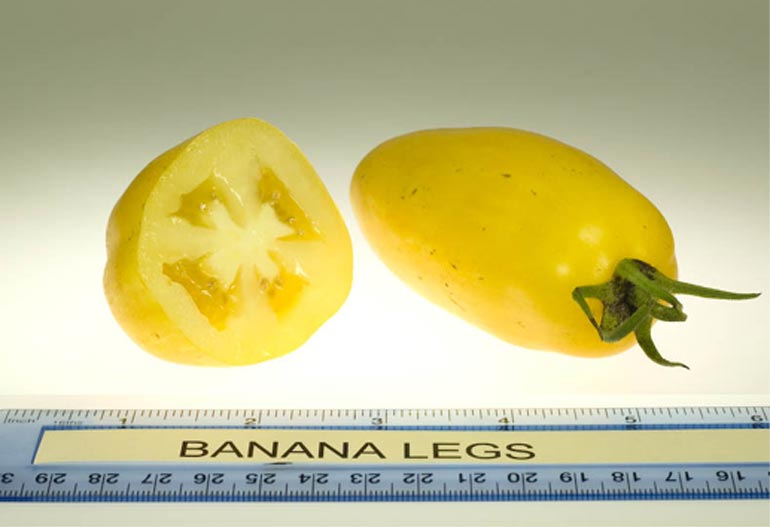 Характеристика сорта помидор Банановые ножки: описание и фото, урожайность, отзывы3