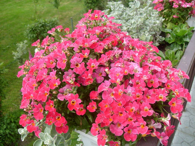 Цветы немезии: выращивание из семян, посадка в открытый грунт, уход, фото37