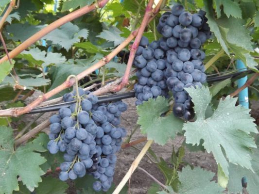 Виноград Страшенский: надежный, высокоурожайный сорт