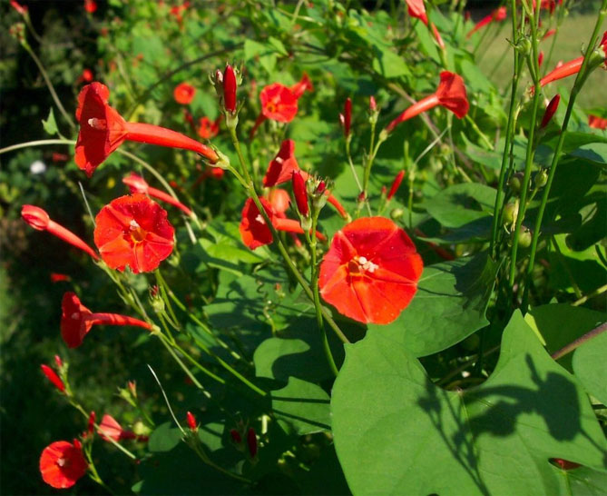 Однолетние цветы ипомея – посадка и уход в открытом грунте, фото18
