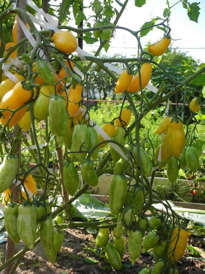 Характеристика сорта помидор Банановые ножки: описание и фото, урожайность, отзывы15