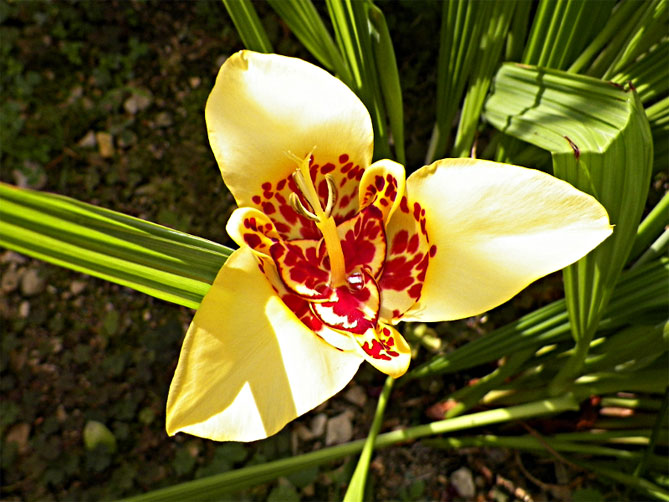 Тигридия павлинья цветочная: посадка, выращивание и уход в открытом грунте, сорта, фото2