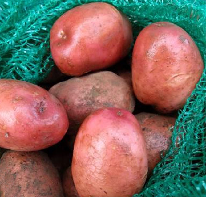 Сорт картофеля Беллароза – характеристика и описание, отзывы, вкусовыекачества