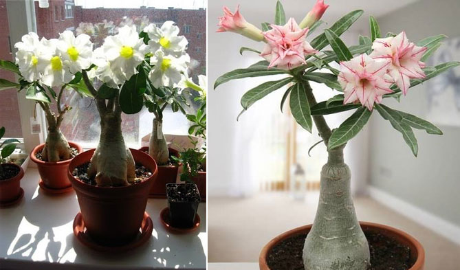 Цветок адениум – уход и выращивание в домашних условиях, фото23