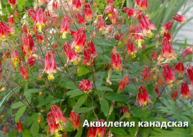Цветок аквилегия – посадка семенами, уход в открытом грунте, фото сортов13