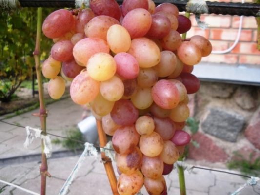 Tason Grape - Раннеспелый и урожайный столовый сорт