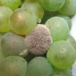Оригинальные сорта винограда: характеристика сорта и особенности агротехники