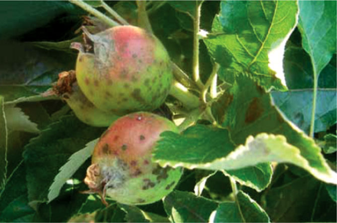 Болезни и вредители яблони с названием и описанием, лечение, фото5