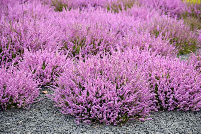 Лучшие растения для альпийской горки – цветущие, многолетние, хвойные91