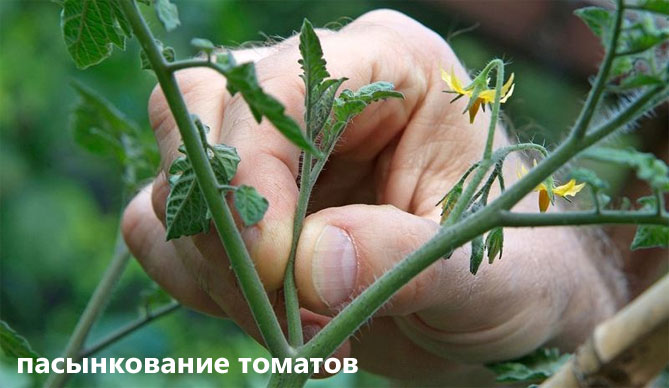Что делать, если у томатов (помидоров) скручиваются листья в теплице и в земле7
