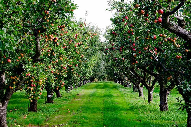 Посадка яблони саженцами осенью, весной: пошаговая инструкция3