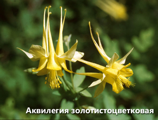 Цветок аквилегия – посадка семенами, уход в открытом грунте, фото сортов14