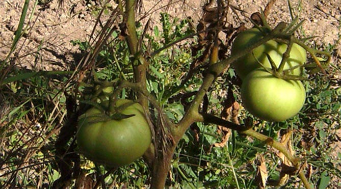 Болезни и вредители томатов — фото и описание, профилактика и лечение4