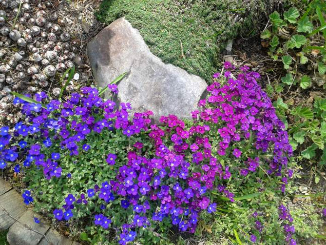 Многолетний цветок обриета (аубреция) – посадка и уход семенами в открытом грунте, сорта, фото39