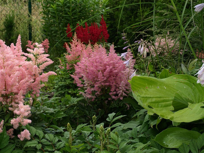 Описание многолетних садовых цветов давать с названиями и фото43
