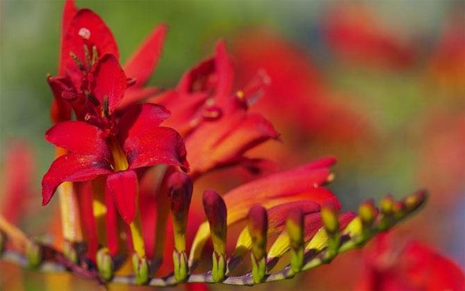 Цветок крокосмия (монтбреция) – посадка и уход в открытом грунте, описание сортов с фото11