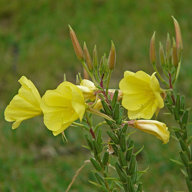 Многолетний цветок энотера: посадка и уход, фото сортов и видов с описанием8