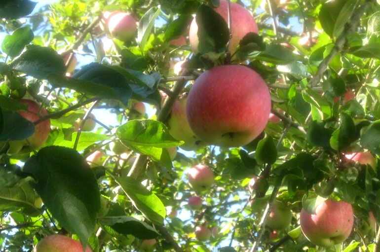 Описание сорта яблок Слава победителям: урожайность, фото, отзывы5