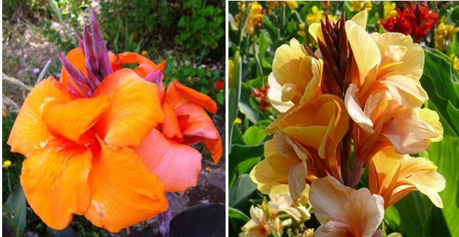 Цветок канна – размножение, посадка, уход30