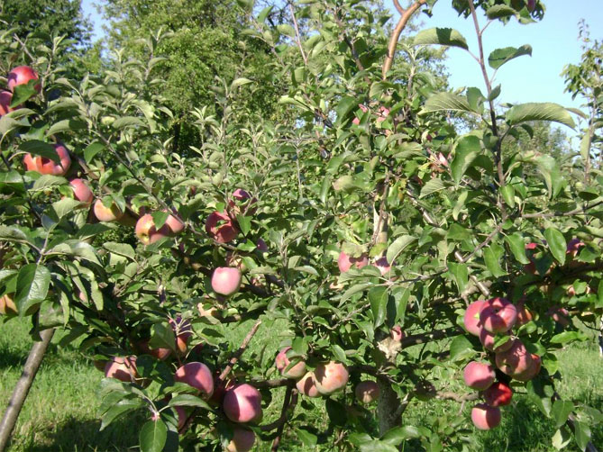 Описание сорта яблони Флорина: урожайность, характеристики яблок, фото, отзывы2