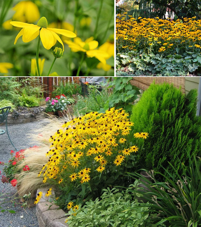 Описание многолетних садовых цветов давать с названиями и фото23