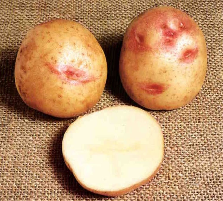Описание и характеристика сорта картофеля Пикассо, урожайность, отзывы, фото4