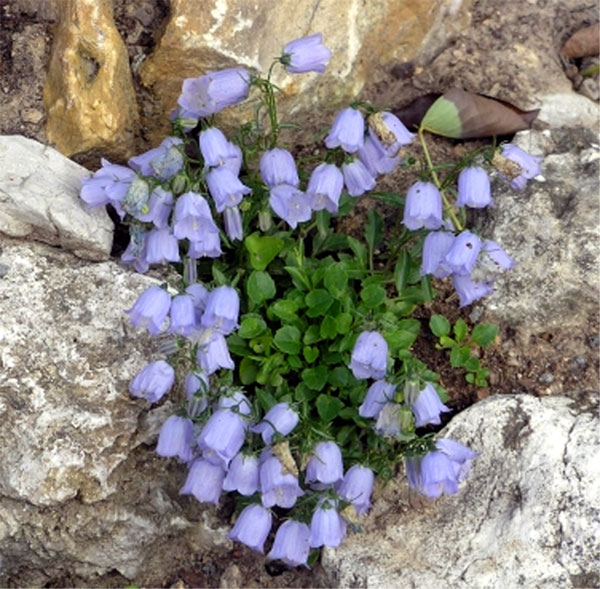 Лучшие растения для альпийской горки – цветы, многолетники, хвойные63