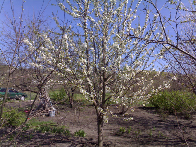 Описание сорта вишни Ипут - опылители, урожайность, отзывы и фото2