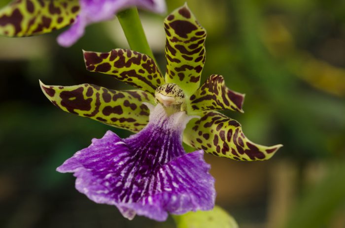 Орхидея Зигопеталум9